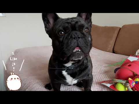 Vito Easter unboxing Zooplus & Kong Dog Toys