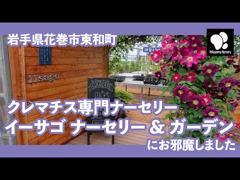 大きな花びらのクレマチス、クレマチス マクロペタラ 'Markhamii'