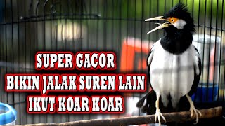 Download lagu KICAUAN JALAK SUREN GACOR UNTUK PANCINGAN #jalaksurengacor mp3 Download lagu KICAUAN JALAK SUREN GACOR UNTUK PANCINGAN #jalaksurengacor mp3