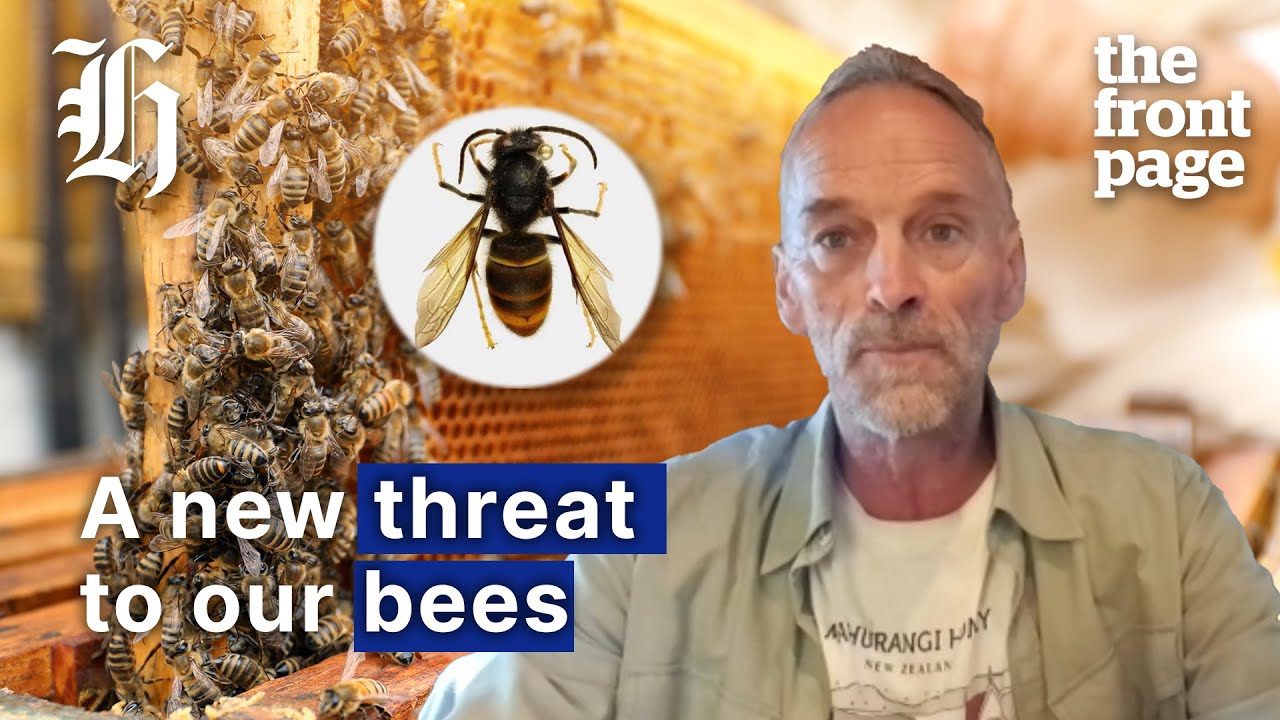 The hornet invasion that could cost New Zealand dearly | The Front Page