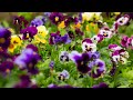 Lots of Pansy And Viola Growing Tips-Video Growing Guide
