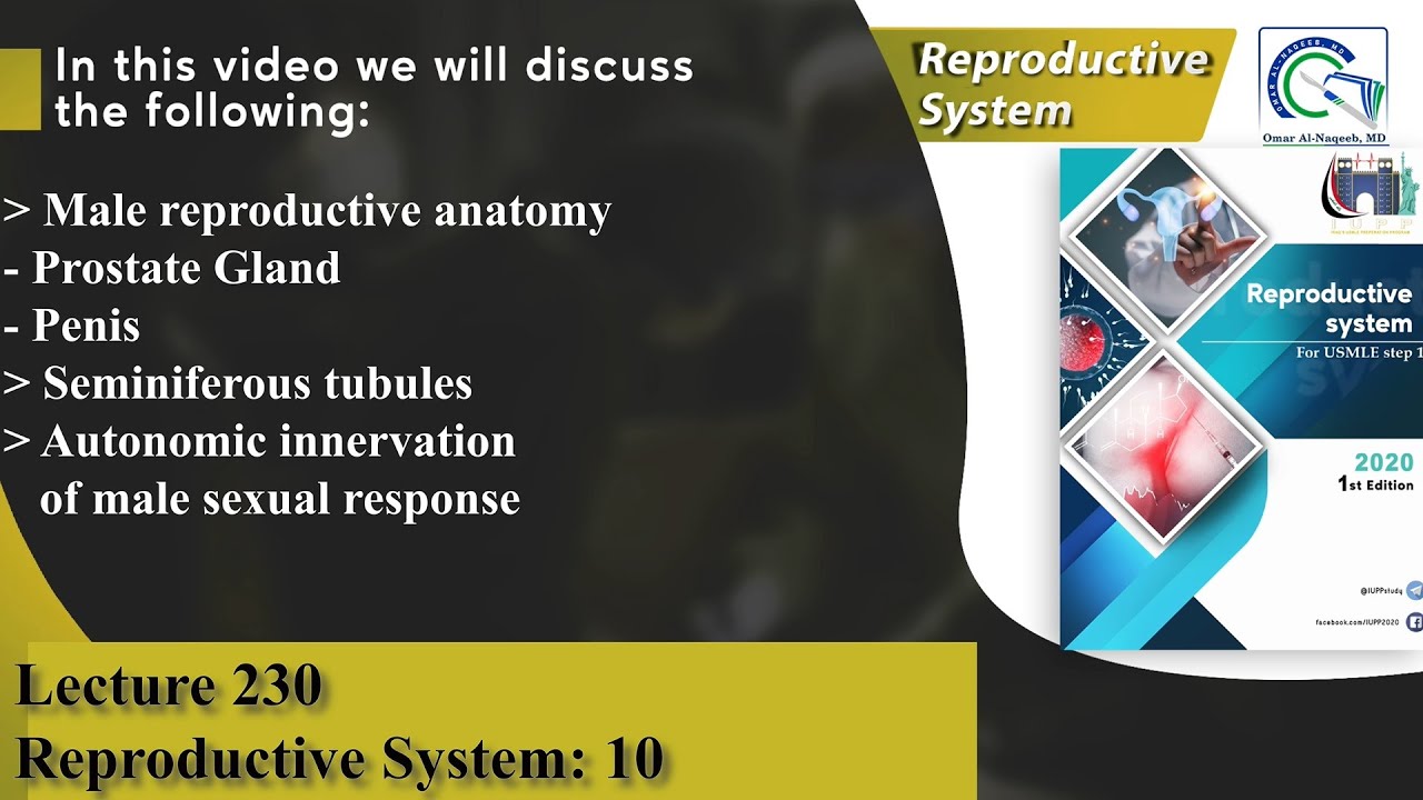 Prostate Gland | Penis | Seminiferous tubules | Autonomic innervation of male sexual response