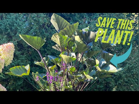 How to overwinter tender plants 🌿 Save money & time