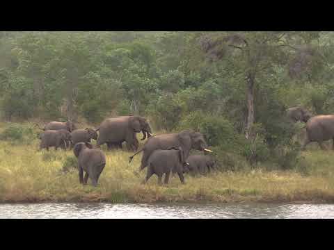Nervous elephant herd spooked by a bull in musth at Transport dam - Kruger National Park