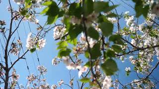 下から見る桜／Cherry Blossoms／f0018