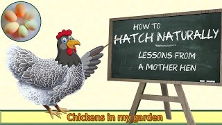 Hatch Naturally - Lessons from a Mother Hen
