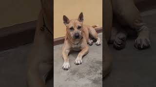 Download lagu #shorts #darikandleo #guarddog #leo mp3