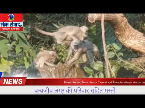 वन्यजीव लंगूर की परिवार सहित मस्ती
