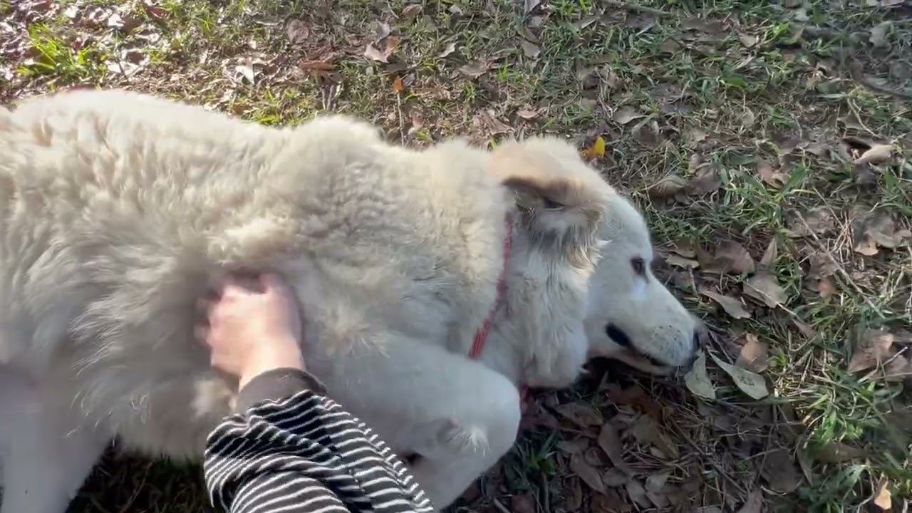 Mora, a ADOPTABLE Great Pyrenees in Minneapolis, MN video 6/6