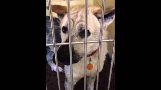 Really mean dog at work!