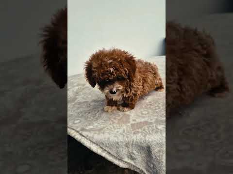 Maltipoo Welpe kaufen