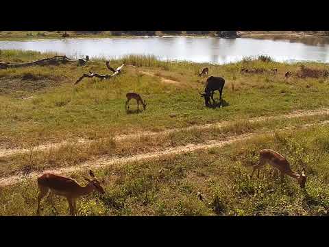 Djuma: Impalas, Waterbuck, Wildebeest, Nyala and Warthog - 09:34 - 04/28/21