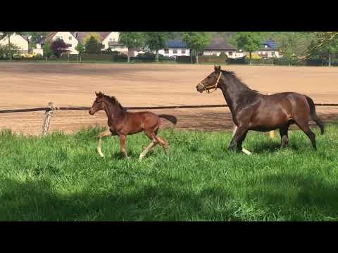 Stutfohlen von Sir Donnerhall I x Totilas