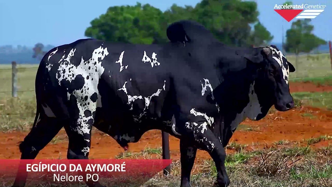 Vídeo EGÍPCIO AYMORÉ