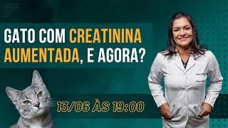 Gato com creatinina aumentada, como descobrir a causa?