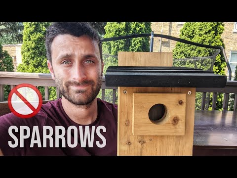 How to Keep House Sparrows Out of Bluebird Houses 🚫