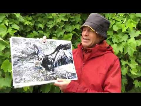 Ban Driven Grouse shooting