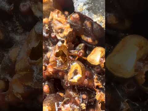 Apicalis 红葡萄品种