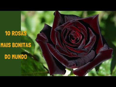THE 10 MOST BEAUTIFUL ROSES IN THE WORLD