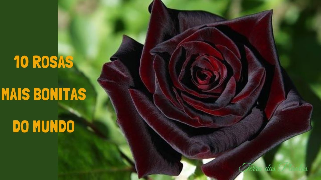 THE 10 MOST BEAUTIFUL ROSES IN THE WORLD