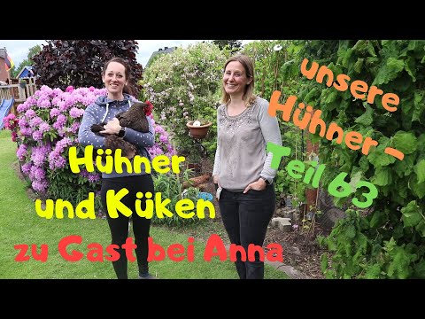unsere Hühner Teil 63: zu Gast bei Anna und ihren Hühnern und Küken in Nds