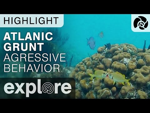 Atlantic Grunt Agressive / Sexual Behavior - Cayman Reef Live Cam Highlight Video
