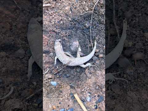 Oh it can’t get up.🥹🥹#love #nature #life