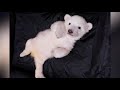 A First Look At Detroit S New Twin Polar Bear Cubs