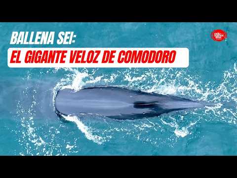 ¿Por qué regresó la ballena desconocida?