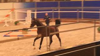 Approbation du KWPN : 20 étalons réunis à Ermelo