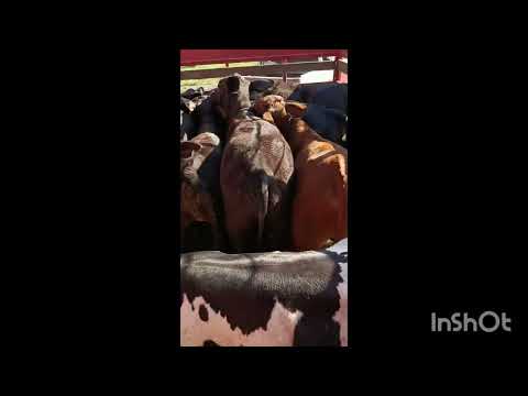 TRASLADO DE 8 TERNERO EN FORMOSA- 