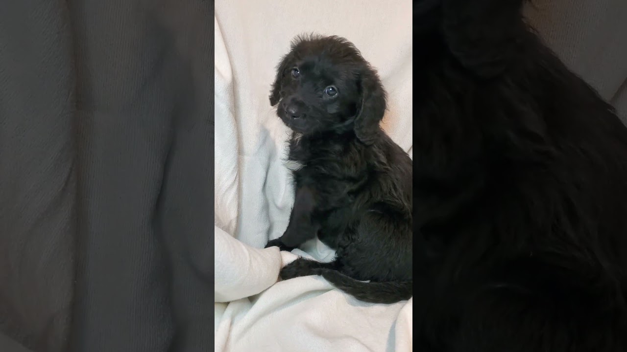 Enlarge Claire, a Adoptable mixed breed in Blairstown, NJ video 6/6