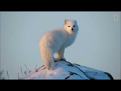 ARCTIC FOX MIGRATION