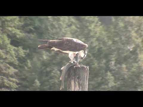 Iris and her big fish, stays at the pole until after dark 2019 05 12 19 50 20 530