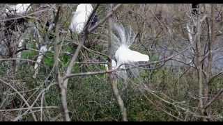 preview picture of video 'Rookery at Smith Oaks - High Island, Texas'