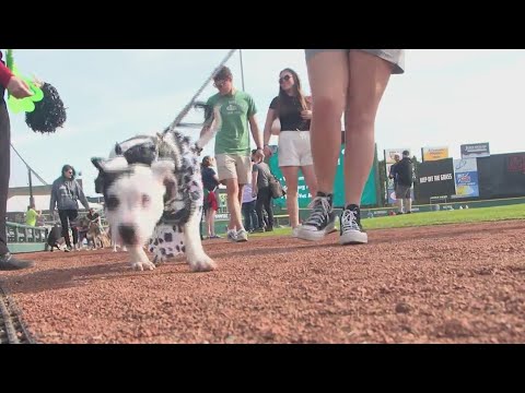 Lollypop Farm, Red Wings host Barktoberfest - YouTube