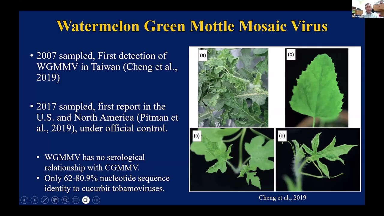 Cucumber green mottle mosaic virus (CGMMV) & watermelon green mottle mosaic virus (WGMMV) EVCWG 2026