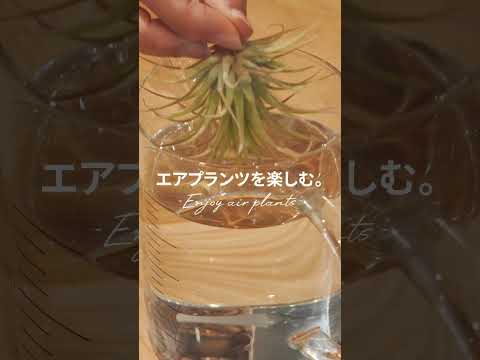 土を使わずに植物を植える: 私のティランジアが乾燥してしまうのはなぜですか?よくある4つの原因＋エアガールを復活させるにはどうすればいい？  庭園
