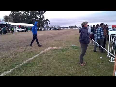 Raid de petisos y raid "Fundadores del Cantauro" - Pista del Centauro Polo Club de Melo 12/07/2026
