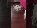 Dalmatian dogs for sale: Tyler❤️AKC Hip Cert Dad❤️Call or Text 717-716-6440 - Video 1
