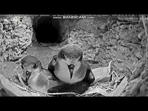 Petrel bermudzki - miłosne igraszki  2019 10 30