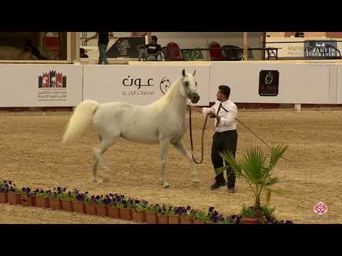 N 140 AJ ARWA   The Turfah Arabian Horse Show 2023   Mares 10+ Years Old Class 6
