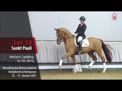 Winterauktion Reitpferde & Reitponys Lot 38 Sankt Pauli Wallach v. Symphonic - San Amour I