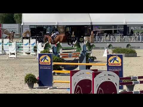 11 Yo Eldorado van de zeshoek gelding 👍👍👍