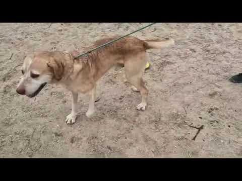 Vídeo de TANGO