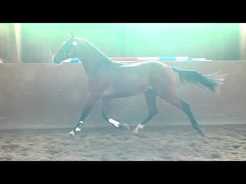 29. Mecklenburger Körtage - Kat.Nr. 39 Hengst v. Brantzau