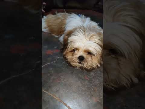 Cute Shih Tzu puppy #dog #shihtzu #puppy #youtubeshorts #viral