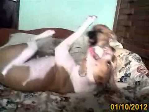 Pittbull mother and her pittbull daughter playing