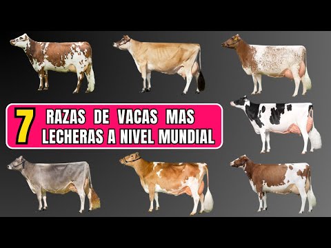 , title : 'Las 7 mejores razas de vacas lecheras en el mundo.'