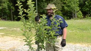 preview picture of video 'Geoff Lawton Online PDC 2014 - Week 6 - Trees'